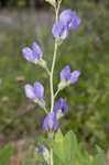 Blue wild indigo